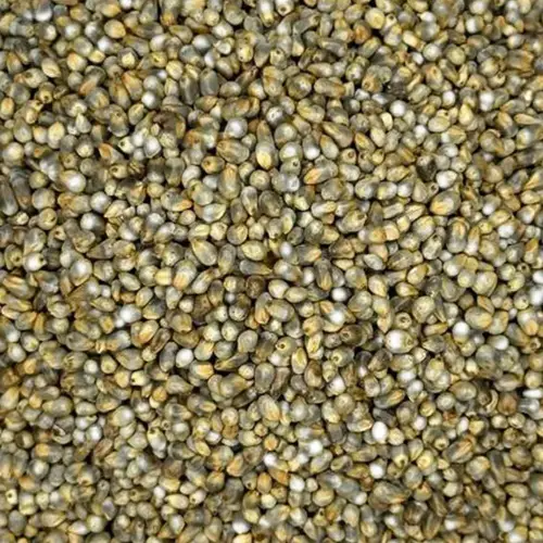Valanadu Premium Whole Kambu (Pearl Millet) – 100% Organic, Cleaned, Raw Bajra Whole Grain Superfood - Image 3